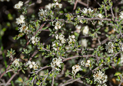 Cryptandra myriantha