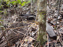 Dendrobium finetianum