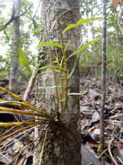 Dendrobium finetianum