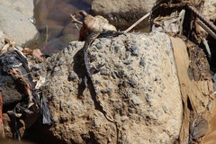 Varanus salvator bivittatus