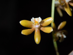 Dendrobium finetianum