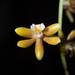 Dendrobium finetianum - Photo (c) Damien Brouste, algunos derechos reservados (CC BY-NC), subido por Damien Brouste