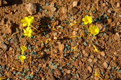 Oxalis sonderiana