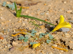 Oxalis sonderiana