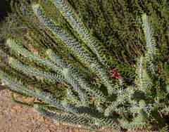 Melaleuca quadrifida