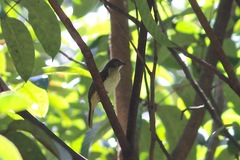 Pycnonotus simplex