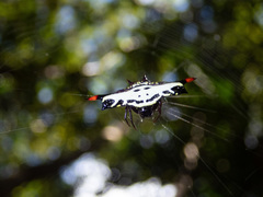 Gasteracantha westringi