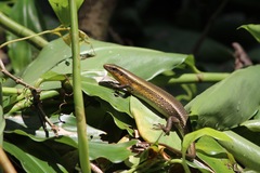 Eutropis multifasciata