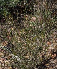 Micromyrtus racemosa