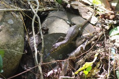 Varanus salvator bivittatus