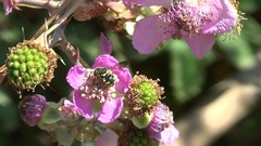 Anthidiellum strigatum