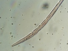 Panagrolaimus
