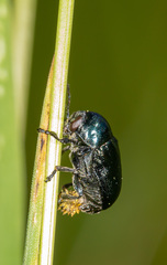 Cryptocephalus violaceus