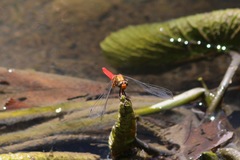 Orthetrum testaceum