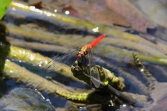 Orthetrum testaceum