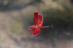 Neurothemis ramburii