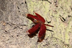 Neurothemis ramburii