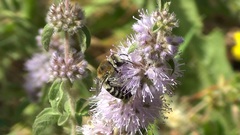 Colletes