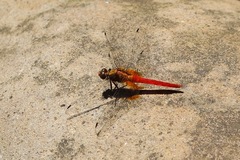 Orthetrum testaceum