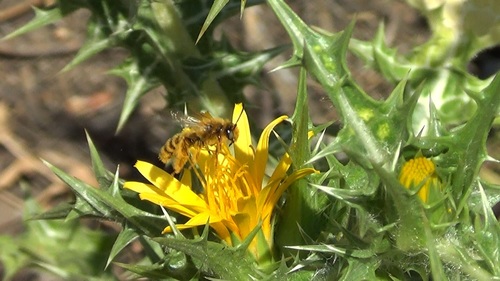 Dasypoda visnaga