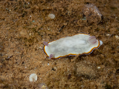 Image of Goniobranchus preciosus