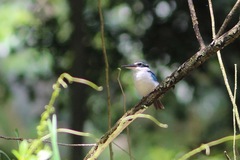Todiramphus chloris