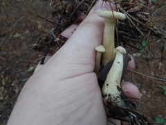 Infundibulicybe squamulosa