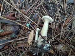 Infundibulicybe squamulosa