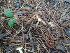 Infundibulicybe squamulosa