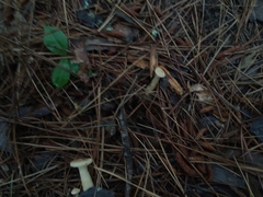 Infundibulicybe squamulosa