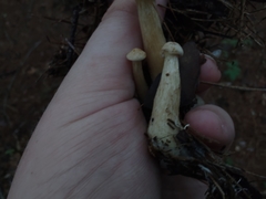 Infundibulicybe squamulosa