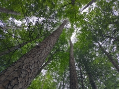 Infundibulicybe squamulosa