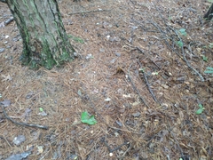 Infundibulicybe squamulosa