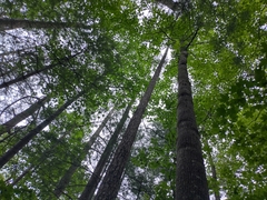 Infundibulicybe squamulosa