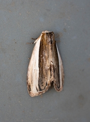 Truncaptera truncata