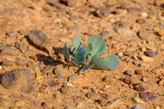 Othonna taraxacoides