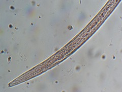 Panagrolaimus