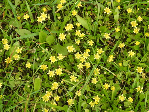 Image of Halerpestes Sarmentosa (Halerpestes sarmentosa) by (c) Анна Васильченко, some rights reserved (CC BY)