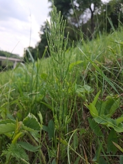 Equisetum arvense