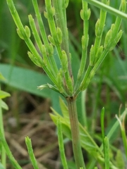 Equisetum arvense
