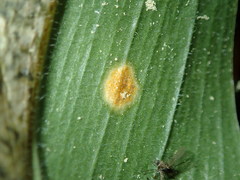 Puccinia sessilis