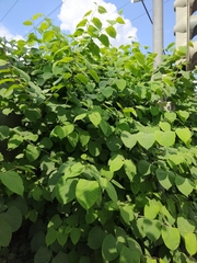 Reynoutria × bohemica