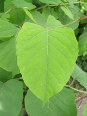 Reynoutria × bohemica