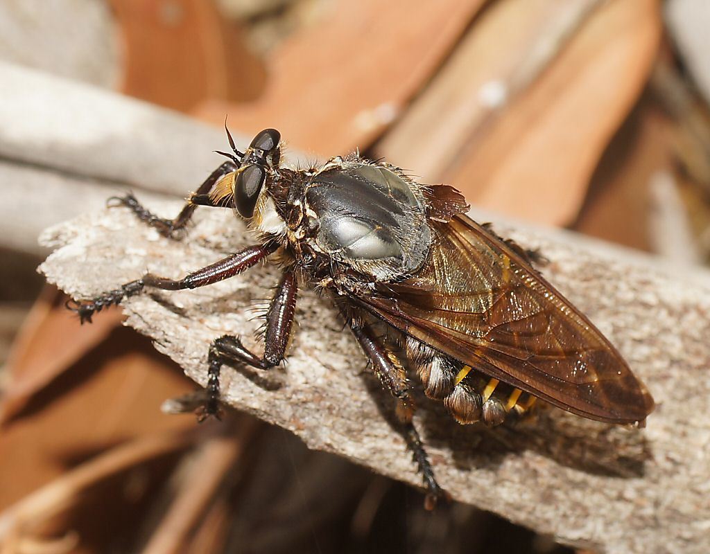 Giant Blue Robber Fly