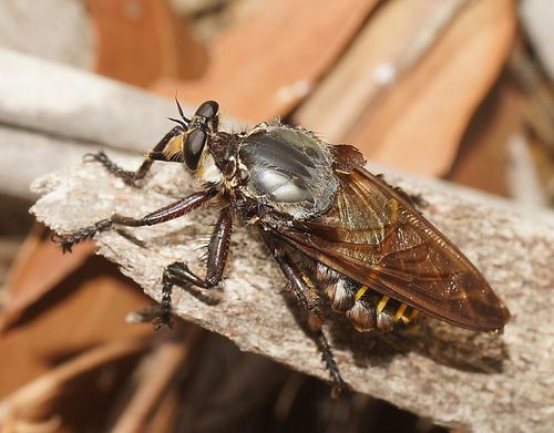 Blepharotes splendidissimus (Wiedemann, 1830)