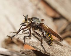 Blepharotes splendidissimus