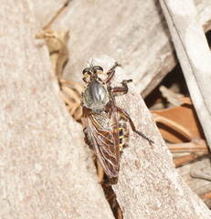 Blepharotes splendidissimus