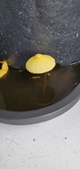Fungi
