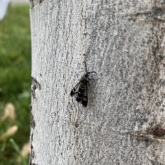 Synanthedon spuleri