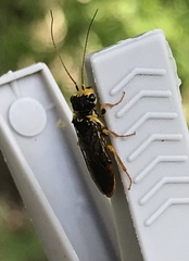 Acantholyda posticalis